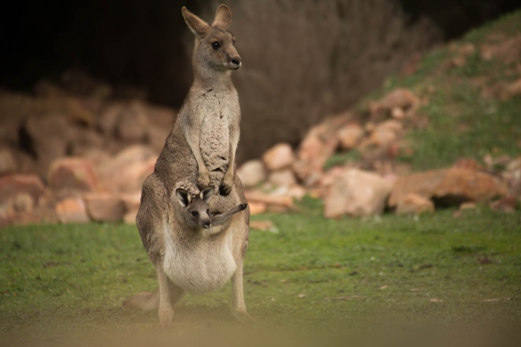 Studying Local Flora and Fauna Enhances Science Education: Benefits of Hands-On Learning, Environmental Stewardship, and Nature Connection.