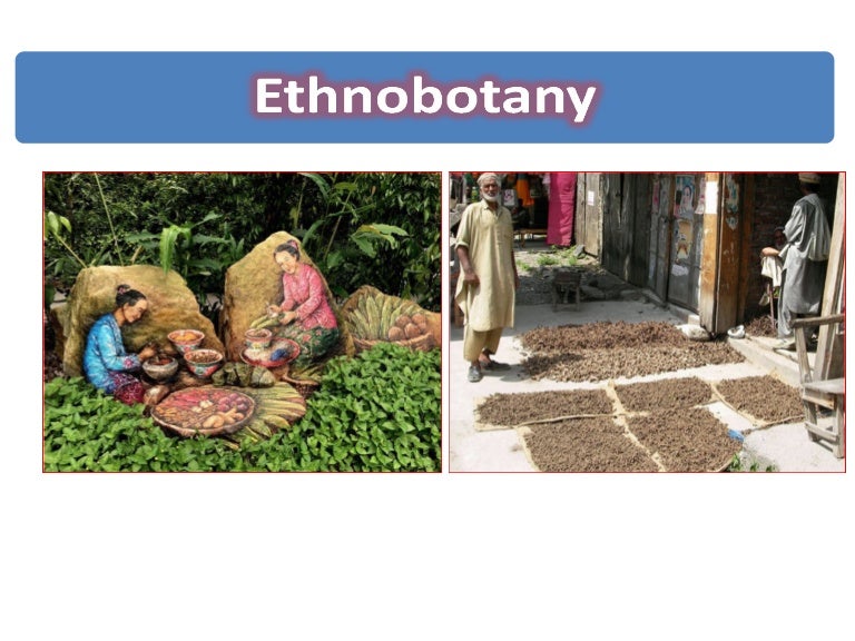 10 Tips for Mastering Ethnobotany and Plant Identification in Alternative&nbsp;Education
