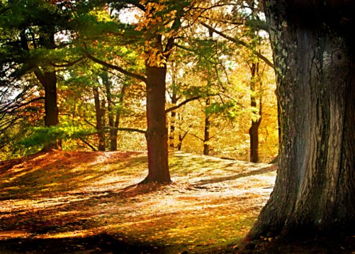 Forest-Based Mentorship: A Unique Approach to Education that Prioritizes Holistic&nbsp;Development