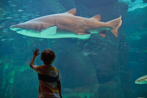The Dark Side of Aquariums: Harmful Implications of Keeping Animals in&nbsp;Captivity