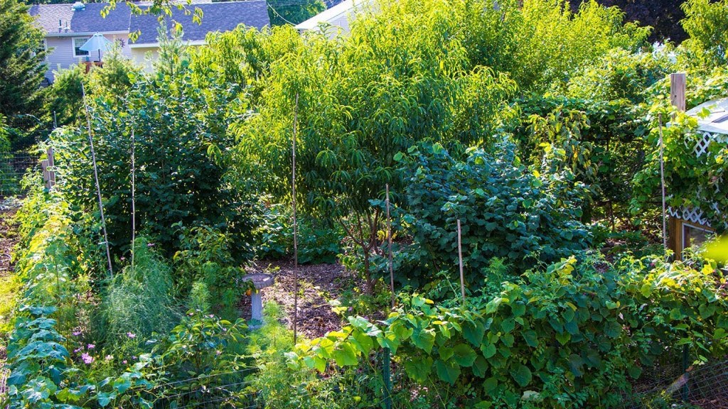 Forest Gardening: Cultivating Sustainable Education through Edible&nbsp;Landscapes