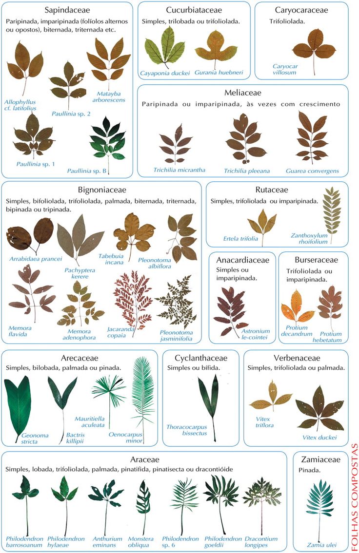 “Unleash Your Inner Nature Detective: A Guide to Plant Identification and Connection”