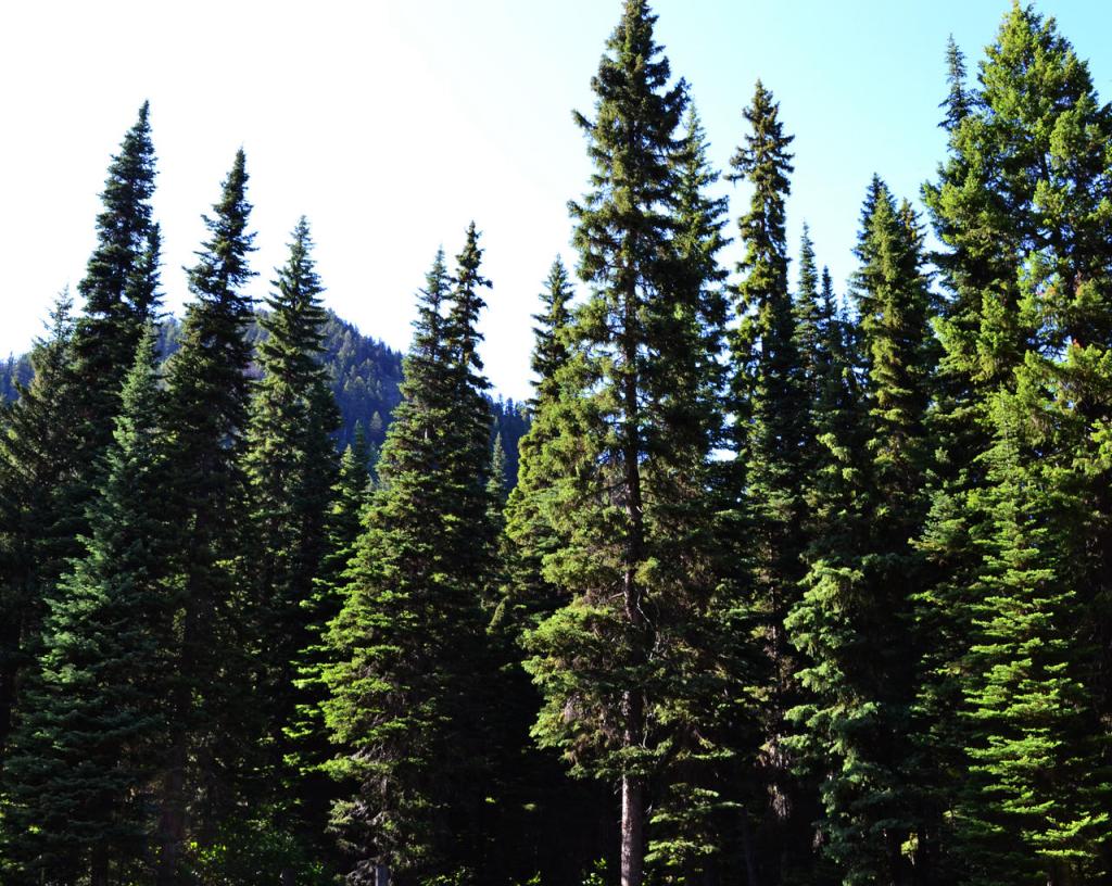 Coniferous Forests: A Natural Classroom for Alternative Education