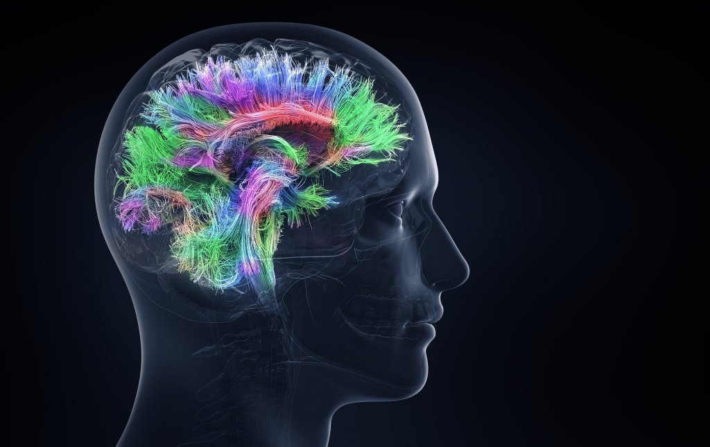 Unlocking the Power of the Human Brain: Neuroplasticity and&nbsp;Education