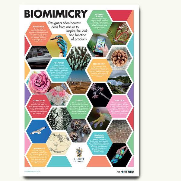 Unlocking Creativity and Innovation: Integrating Biomimicry, Art, and Music into STEM&nbsp;Education