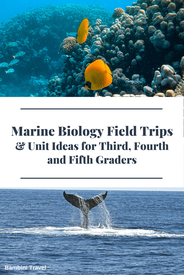 Diving into Discovery: Marine Biology Field Trips and Research Projects Propel Students' Understanding and Skills