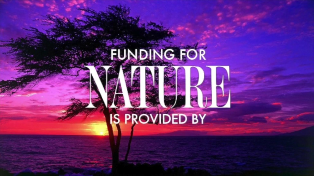 Navigating the Financial Canopy: Ensuring Sustainability for Forest&nbsp;Schools