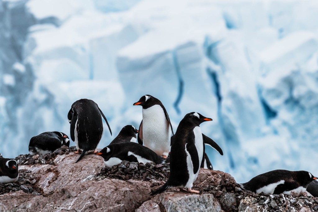 “Antarctica: The Ultimate Classroom for Students Seeking Adventure and Education”