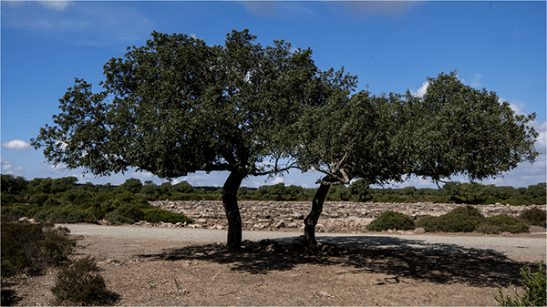 Exploring the Charm of Landlocked&nbsp;Countries