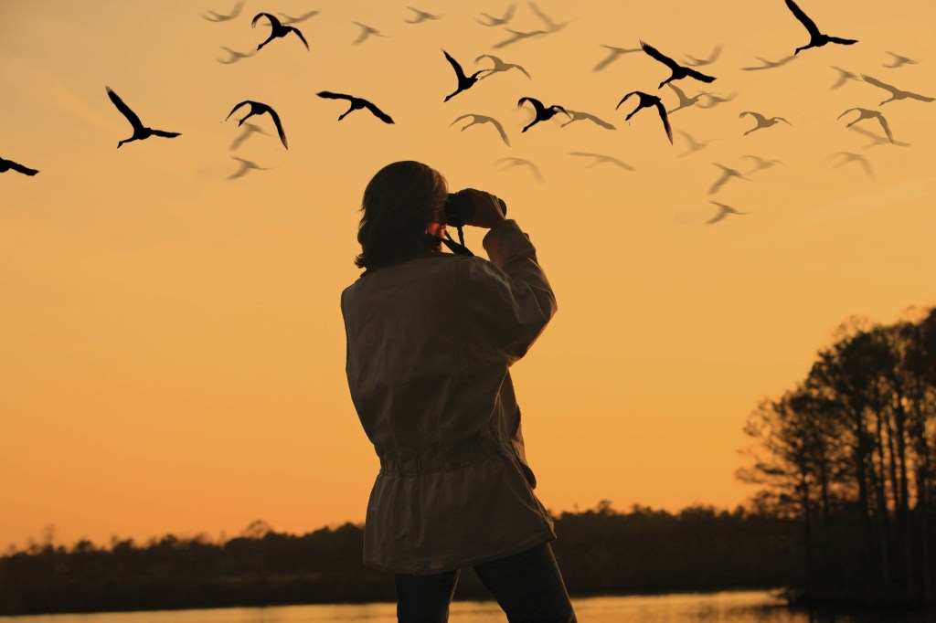 Exploring Nature’s Wonders: From Bird Watching to Forest&nbsp;Therapy