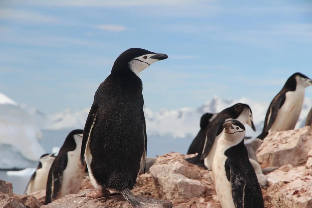 Preserving Antarctica’s Wildlife: Conservation Efforts and Initiatives for a Sustainable&nbsp;Future