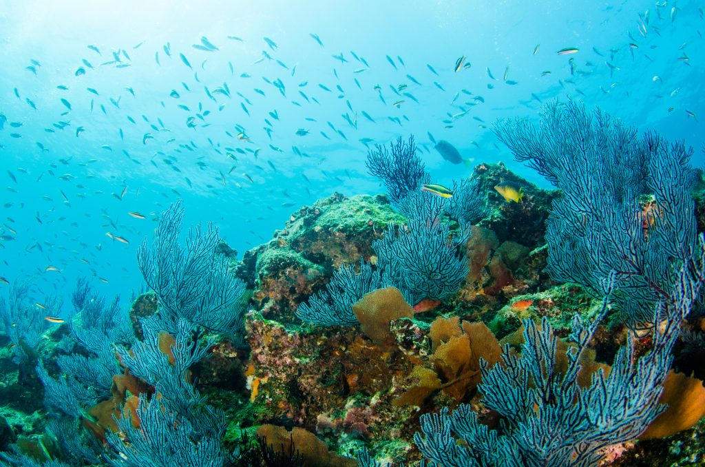 Urgent Call to Action: Protecting Our Precious Coral&nbsp;Reefs