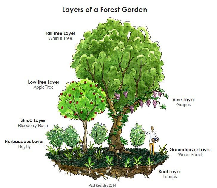 Unlocking the Potential of Forest Gardening: A Sustainable and Educational&nbsp;Approach